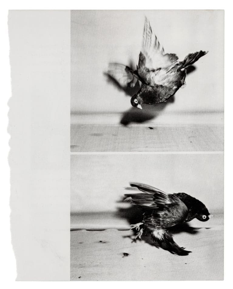 Carmen Winant ARRANGEMENTS